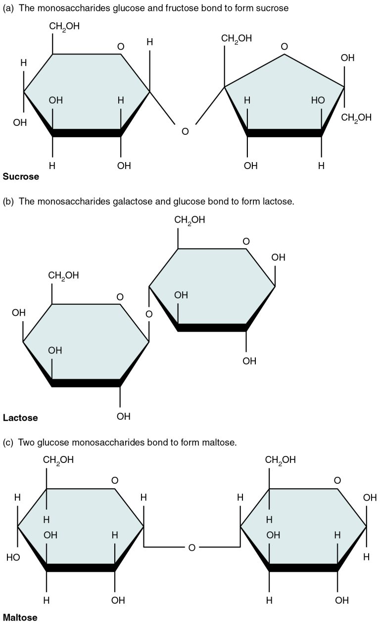 2.5 Organic Compounds Essential To Human Functioning – Mohawk – PN ...