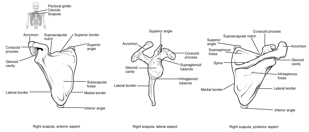 This diagram shows the anterior and posterior view of the scapula.