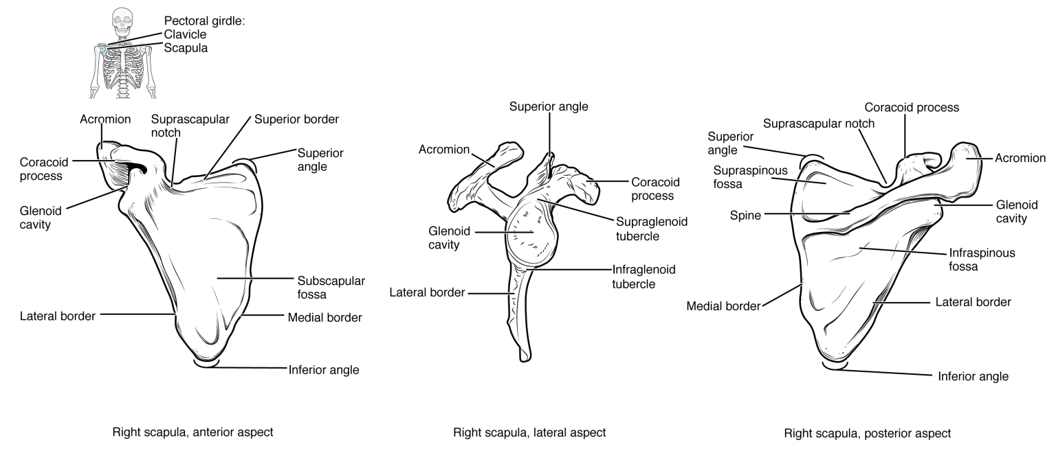 8.1 The Pectoral Girdle Mohawk PN Structure & Function of the Human