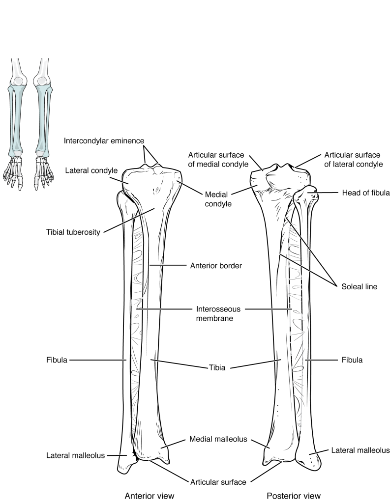 pectoral girdle and upper limb (7.4) Flashcards