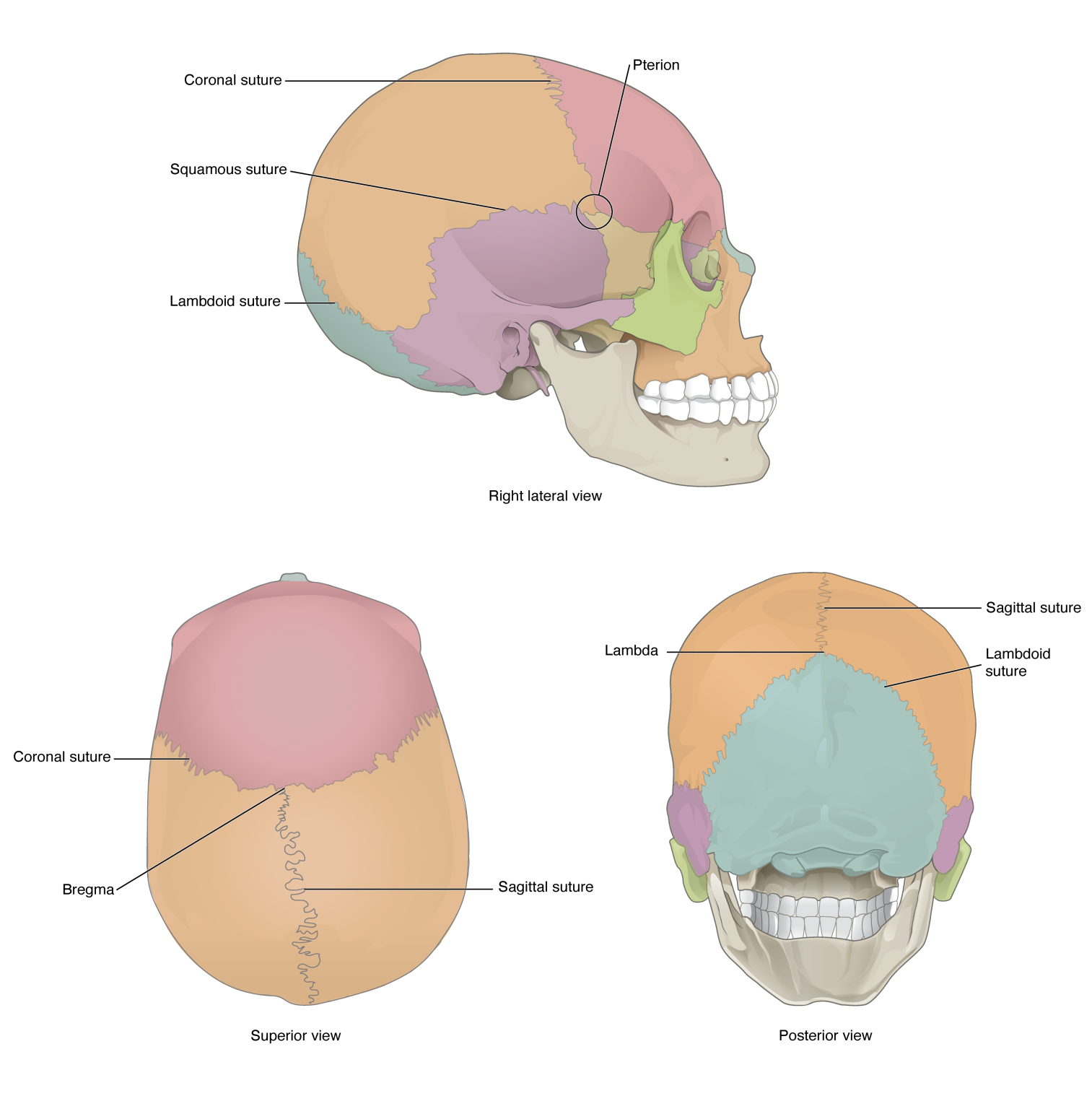 7.3 The Skull โ Mohawk โ PN Structure & Function of the Human Body Biology Diagrams