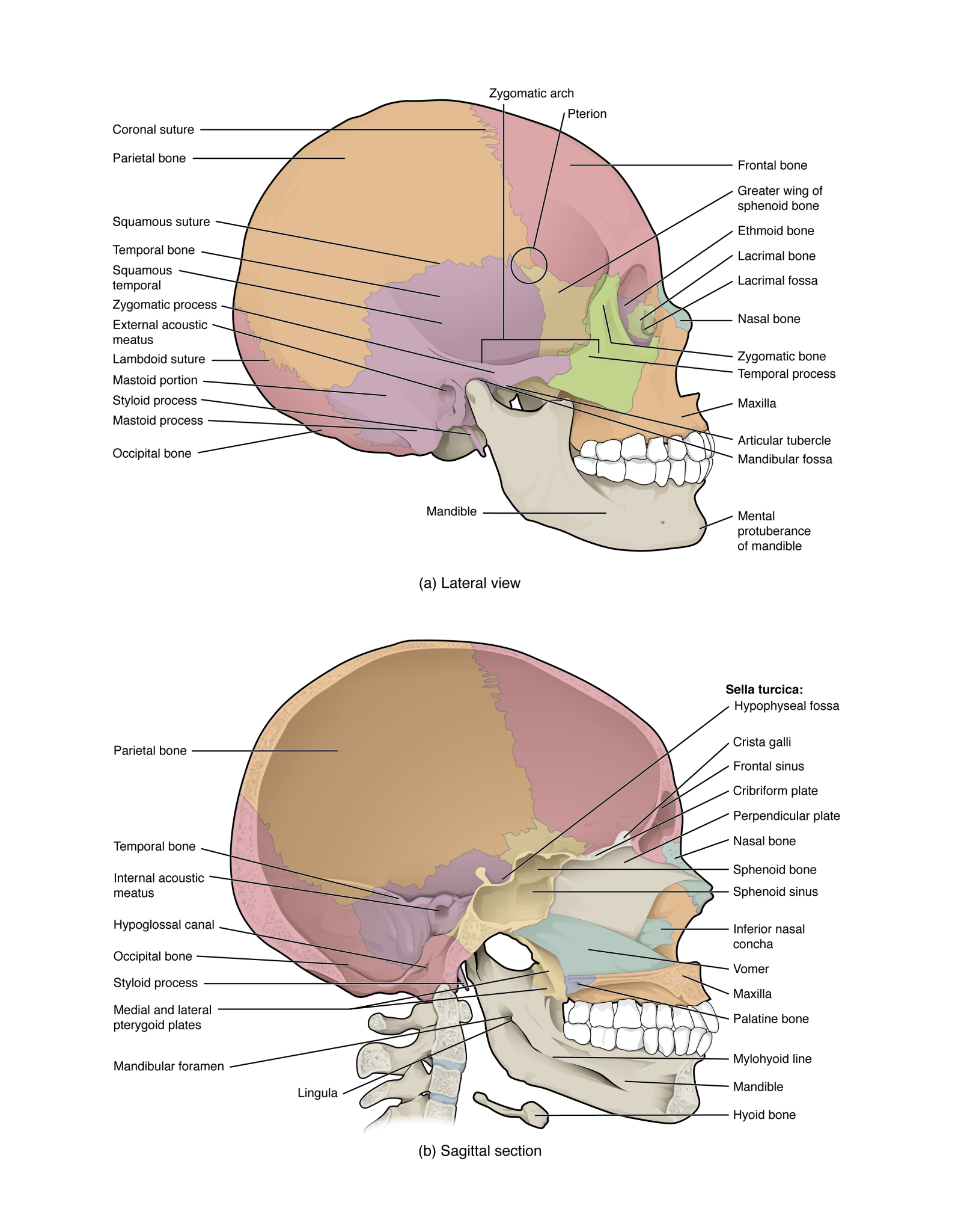 7.3 The Skull – Mohawk – Pn Structure & Function Of The Human Body