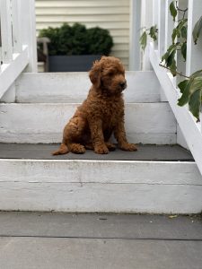 a small puppy with reddish curly fur sits on a step, part of a staircase leading up to a door of a house with yellow siding. The stairs are painted white and grey. There is summer greenery next to the stairs and a planter with plants in it near the door of the house