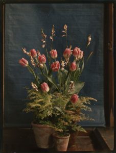 A colour photographic (autochrome) image of centrally placed flower arrangements. The rectangular image is vertically oriented, with the flowers taking up the majority of the space. The background has a dark blue cloth covering the majority of the space, with the edge of a wooden window on the right-hand side. Three pots of varying sizes hold pink tulips accented near their base with a selection of ferns.