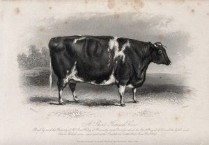 a black and white graphic image of a very large cow. The cow is impossibly big, in real life the cow’s legs probably couldn’t support her body. The animal has horns and behind her is a grove of trees