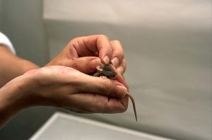 a small greyish brown mouse cupped in the hands of a human. The mouse’s tail is sticking out by the human’s thumb on the lower hand, the thumb and index finger of the top hand touches the mouse on the head between the ears. The background is out of focus and plain, we can see a tiny bit of a white sleeve on the far arm of the human.
