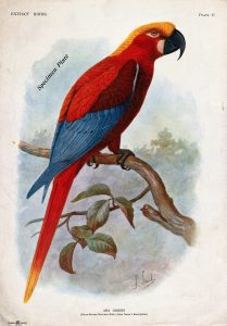 A colour illustration of a parrot perched on a tree branch. The parrot is brightly coloured, with a red body, blue wings, a black curved beak, and yellow on the top of its head. The bird looks off to the right, against a lightly detailed background of a jungle scene.