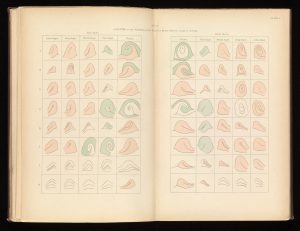 A photograph of an opened book. The book's yellowed pages contain a grid system of equal division on both visible pages. Inside these grid squares are illustrations of various swirling patterns present in fingerprints. Some of the illustrations are coloured in with reds and grees, while some are black line drawings.