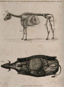 at the top of the page is a drawing of a skeleton of a cow with different parts labelled. The bottom half of the page is a drawing that looks down at a cow from above. The cow’s skin is cut away so the viewer can see her internal organs. Both images are done in black and white and are drawings.