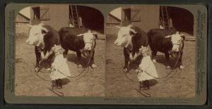 two identical photographs side by side, mounted on a piece of dark green cardboard. The photographs are of a little girl in a white dress with a white bow in her hair. She is white with curly blonde hair. She holds the leads for two cows that are larger than her. The cows have mostly dark fur but their heads are white. They both have horns and are standing in front of a barn with an open door.