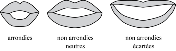 Trois séries de lèvres dans différentes configurations : rondes, neutres et rétractées. Les lèvres neutres et rétractées sont également étiquetées comme étant non arrondies.