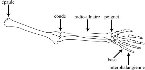 Bras d’un squelette, avec l’épaule, le coude, la radio-ulnaire, le poignet, les articulations des doigts à la base des phalanges et les interphalangiennes identifiés.