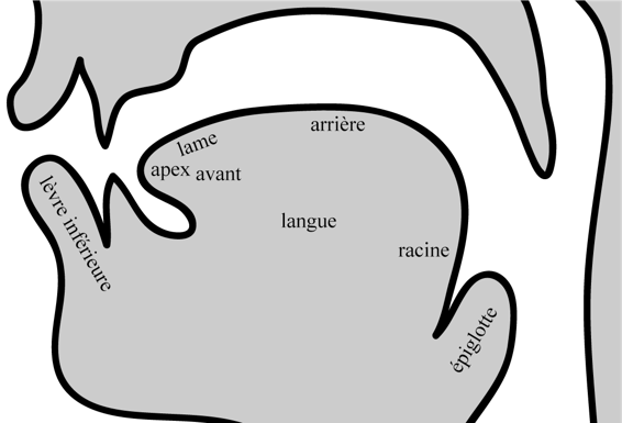 Vue médiosagittale des articulateurs actifs, identifiés de gauche à droite : lèvre inférieure, pointe de la langue, lame de la langue, avant de la langue, dos de la langue, racine de la langue et épiglotte.