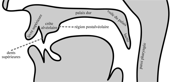 Vue médiosagittale des articulateurs passifs, identifiés de gauche à droite : lèvre supérieure, dents supérieures, crête alvéolaire, région postalvéolaire, palais dur, voile du palais, luette et paroi pharyngée.