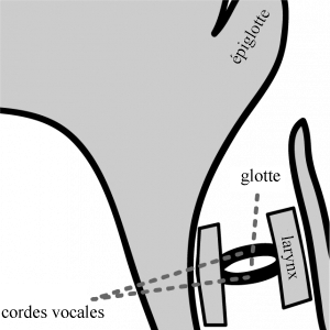 Diagramme médiosagittal du larynx, montrant les cordes vocales étirées de l’avant vers l’arrière.