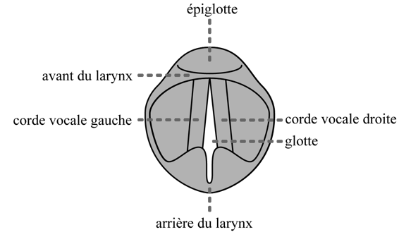 Vue supérieure du larynx montrant l’épiglotte, l’avant et l’arrière du larynx, et les cordes vocales gauche et droite.