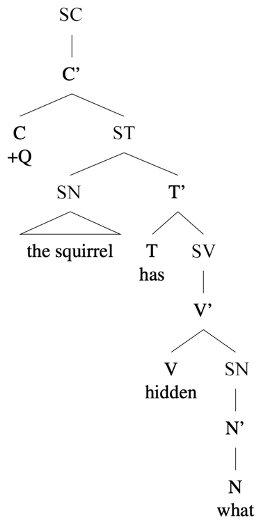 Schéma en arbre : [SC [C’ [C +Q] [ST [SN the squirrel] [T’ [T has] [SV [V hidden] [SN what] ] ] ] ]