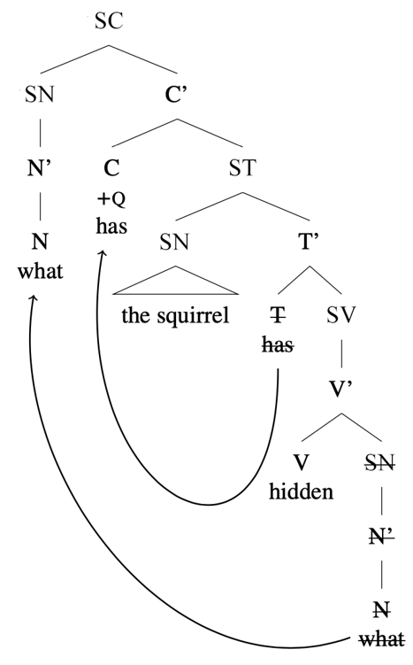 Schéma en arbre : [SC [SN what] [C’ [C +Q have] [ST [SN the squirrel] [crossed out T crossed out have] [SV [V hidden] [crossed out SN crossed out what] ] ] ] ], flèches de T à C et du « what » inférieur au « what » supérieur