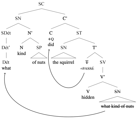 Arbre syntaxique : [SC [SN [SDét what] [N’ kind of nuts] ] [C’ [C +Q did ] [ST [SN the squirrel] [crossed out T+PASSÉ] [SV [V hidden] [crossed out SN what kind of nuts ] ] ] ] ], flèches de T à C et de « what kind of nuts » inférieur à « what kind of nuts » dans Spec, SC