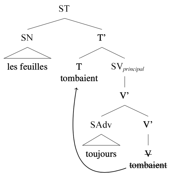 Arbre syntaxique : [ST [SN les feuilles] [T’ [T tombaient] [SV [SAdv toujours] [crossed out V tombaient] ] ] ], flèche de V vers T