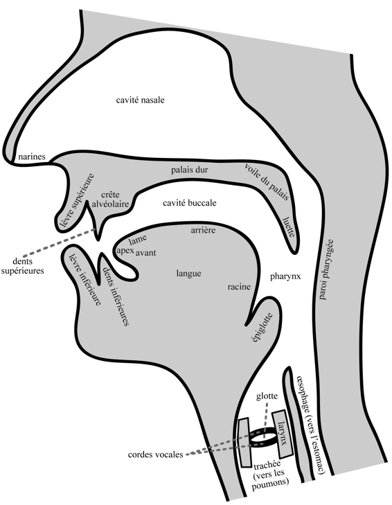 Vue médiosagittale du conduit vocal, face à la gauche, avec différentes parties du corps désignées.
