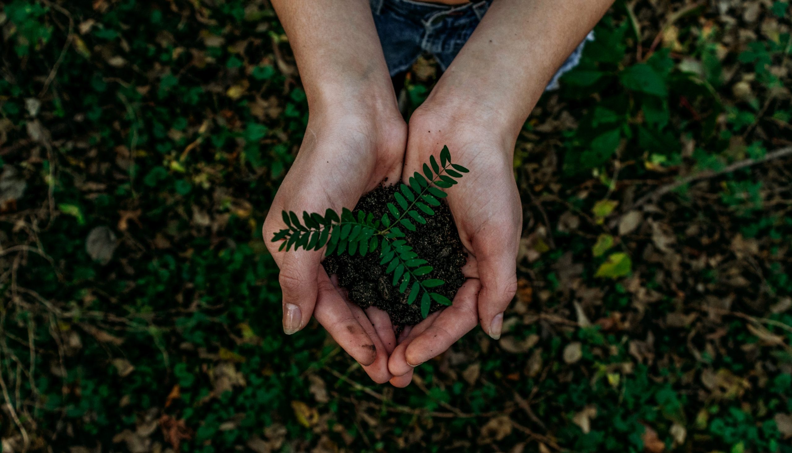 Hands holding dirt and small plant