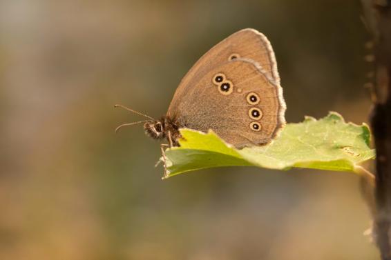 Un papillon de nuit brun sur une feuille