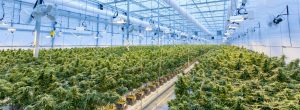 Cannabis plants growing warehouse.