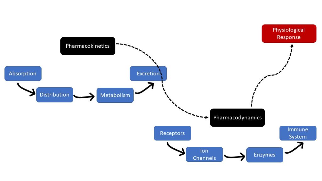 The Relationship Between Pharmacokinetics and Pharmacodynamics. Image description available.