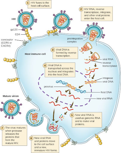 Illustration with labels showing HIV attached to cell surface receptor