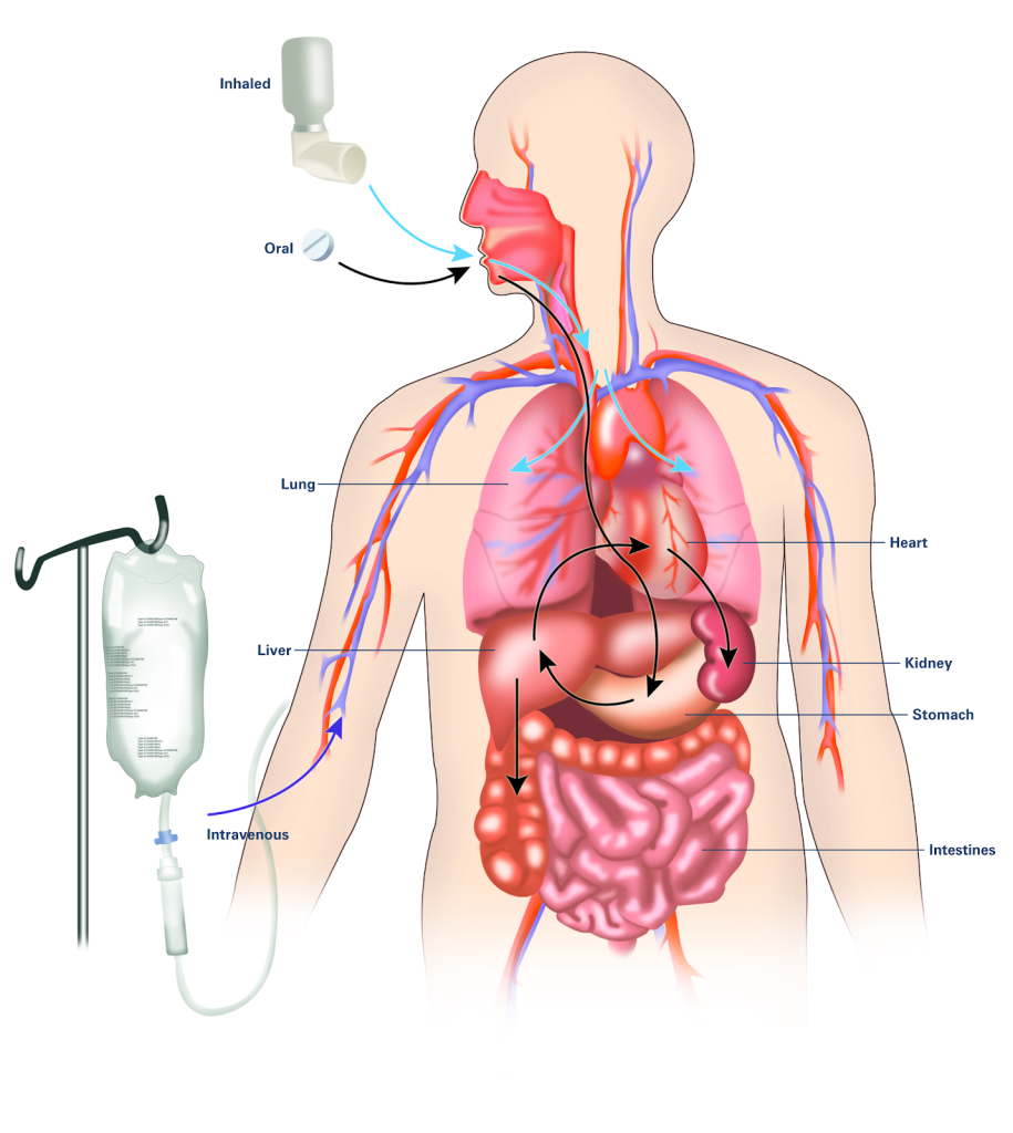 Illustration of human body, from waist up, showing routes of medication administration