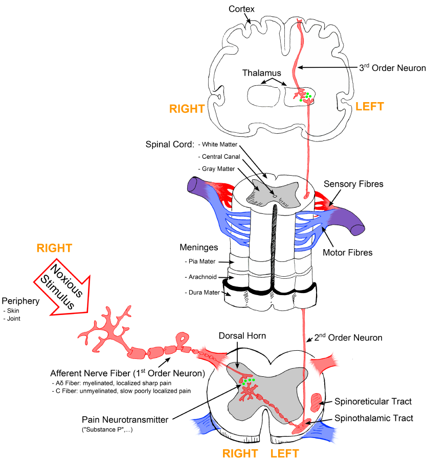 Illustration, with labels, showing signal pathway from periphery all the way to cortex.