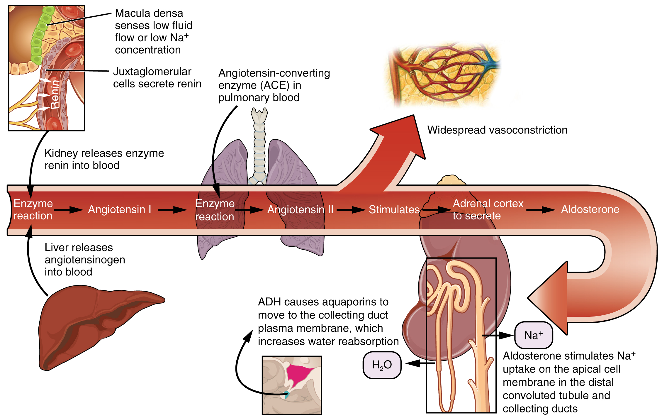 Illustration, with labels, showing conversion of Angiotensin I to Angiotensin II