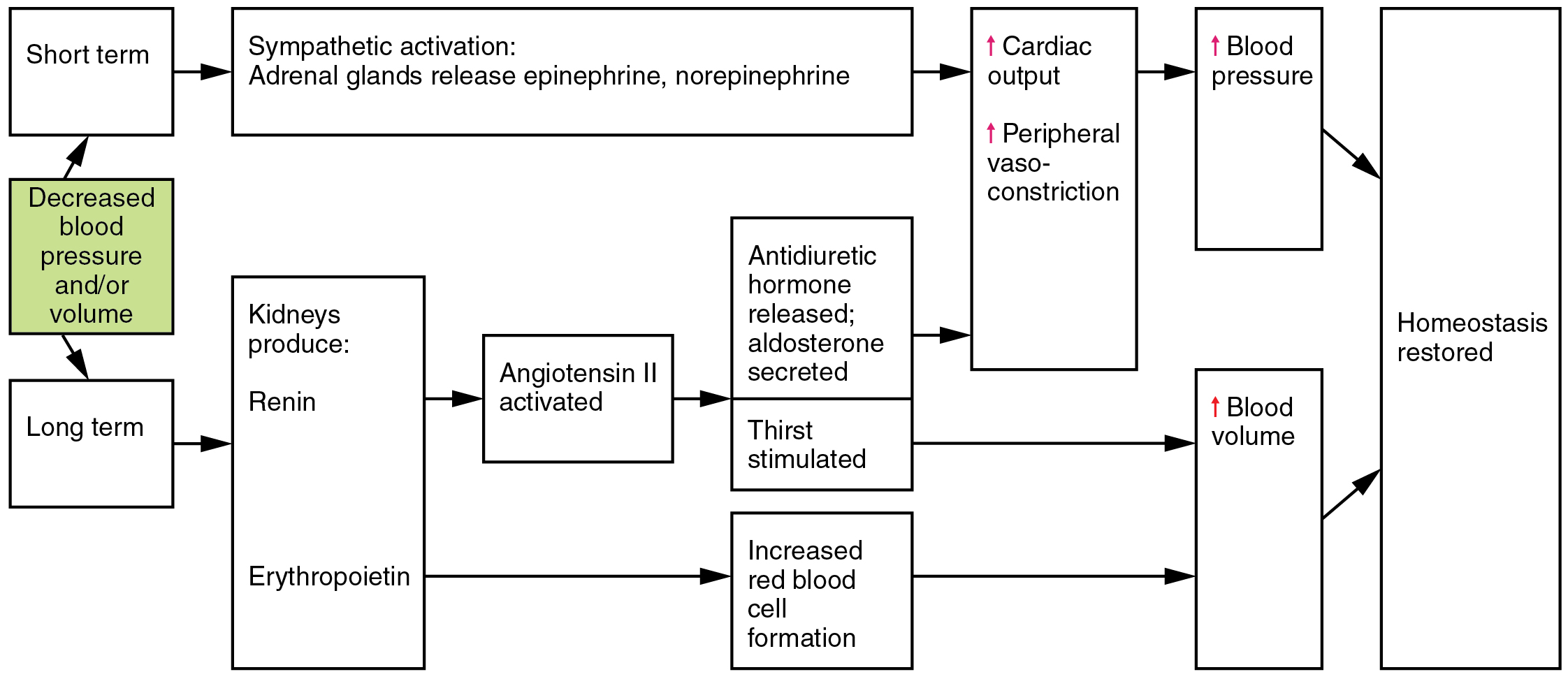 Illustration of process chart showing Hormones Involved in Renal Control of Blood Pressure.