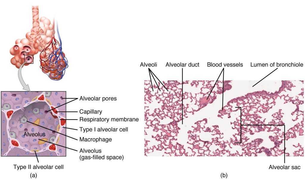 Image and microphotography showing structures of the Respiratory Zone, with labels.