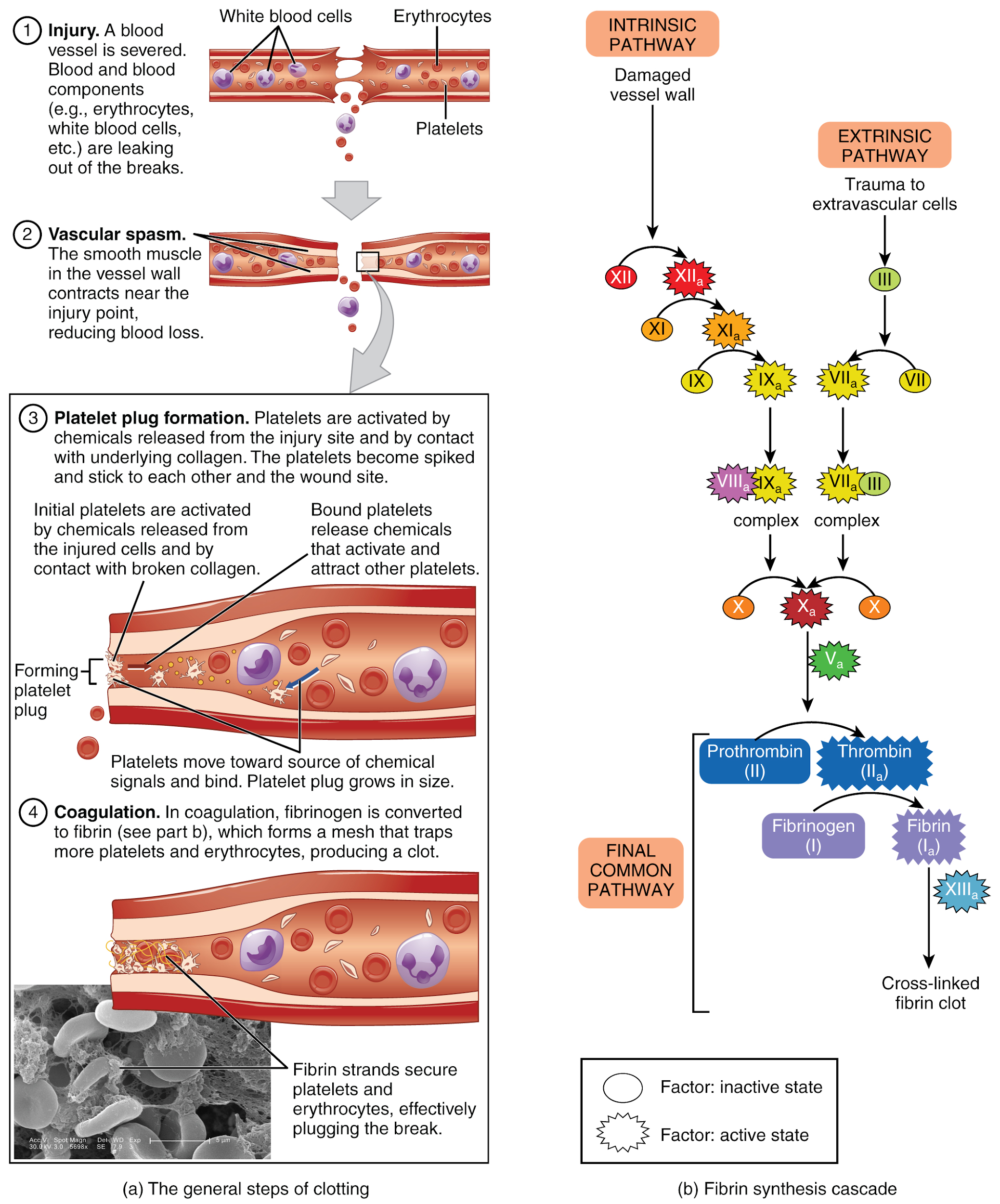 Illustration, with labels, showing hemostasis