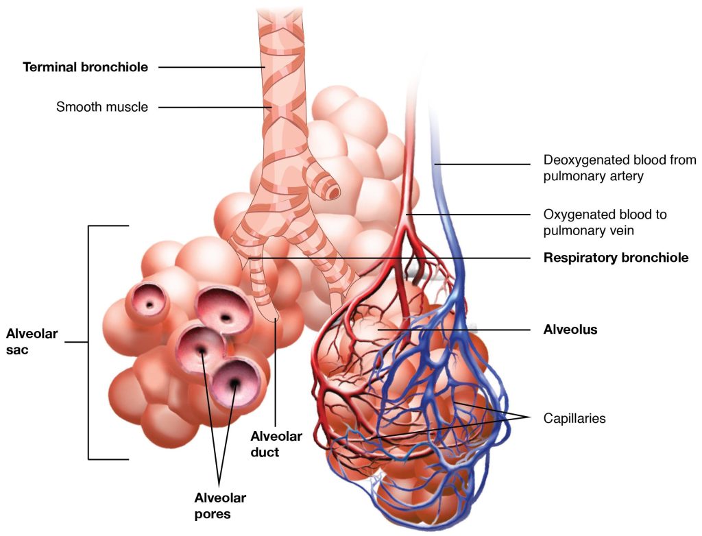 Image showing Respiratory Zone Bronchioles lead to alveolar sacs in the respiratory zone where gas exchange occurs, with labels for major features.