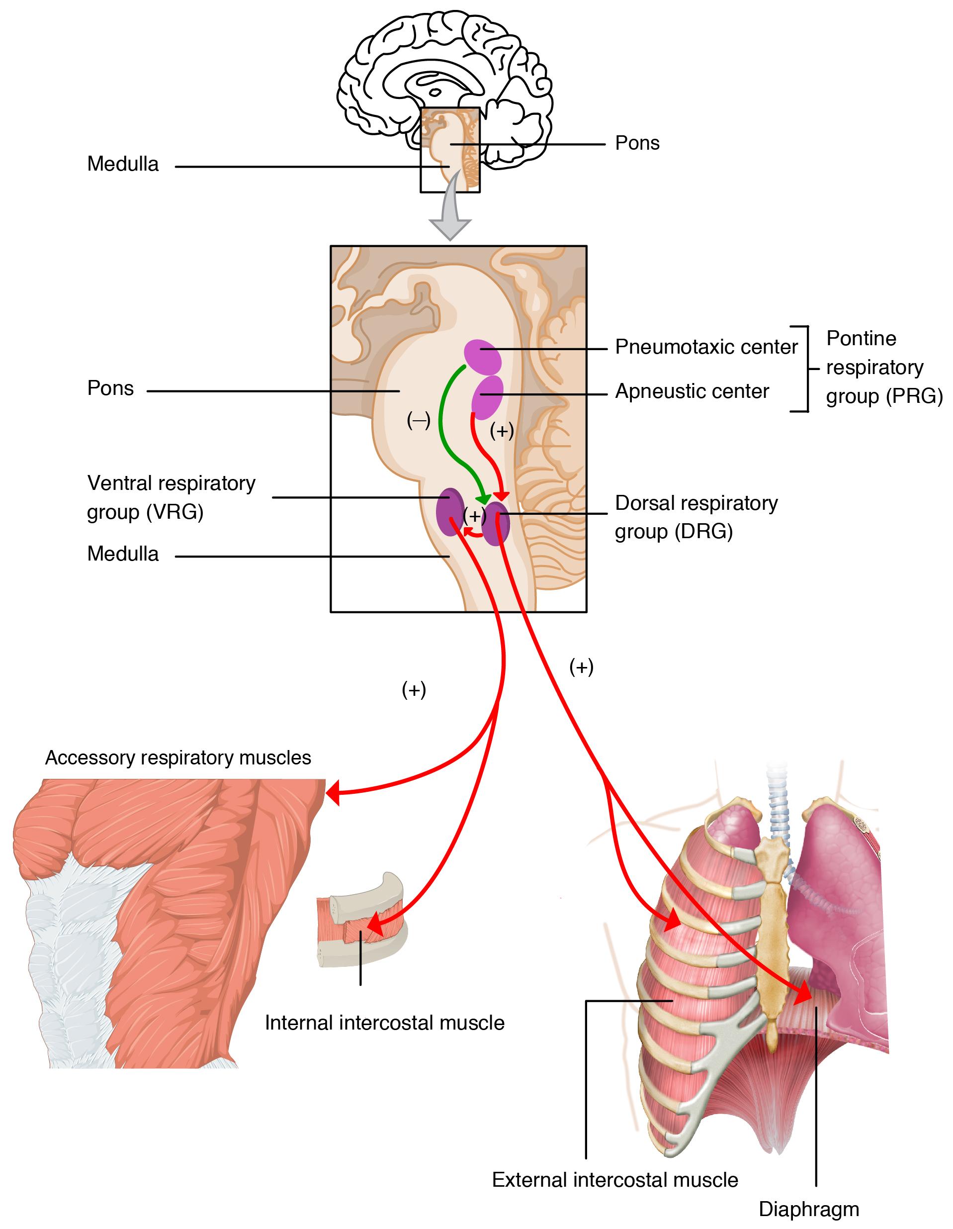 Illlustration of respiratory centers of the brain, with labels.