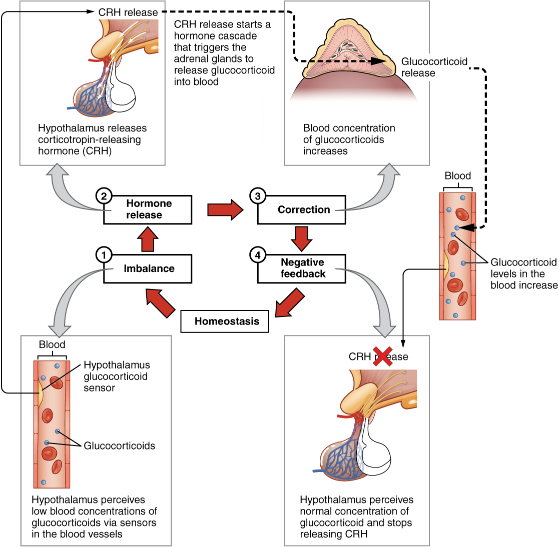 Illustration showing negative feedback loop, with labels.