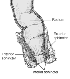 The anorectum. The rectum is labelled. The final 4 centimetres of the rectum are the anal canal. The anal canal is surrounded by the internal sphincter, and the internal sphincter is surrounded by the exterior sphincter.