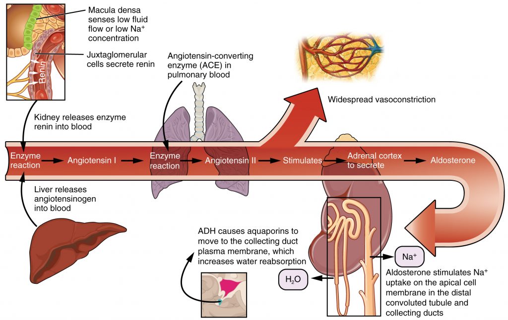 Image showing Renin Angiotensin Aldosterone System (RAAS), with labels