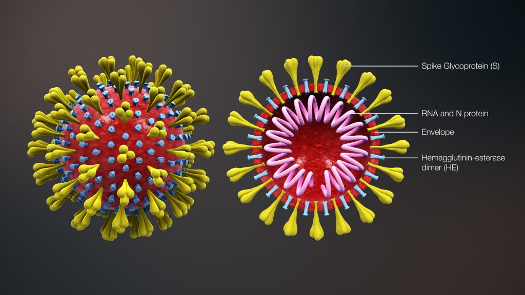 Image showing coronavirus, with labels