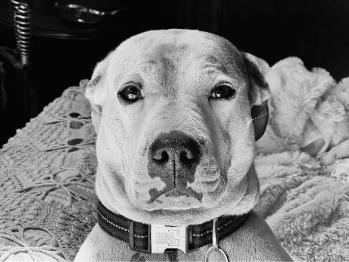 A black and white photo of a dog looking at the camera.