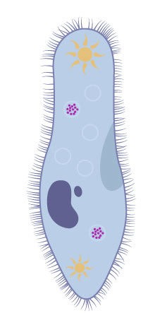 The contractile vacuole of a paramecia.