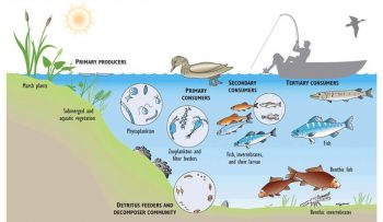 Chapter 4 ~ Energy and Ecosystems – Environmental Science