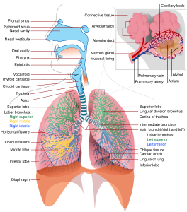 Respiratory system