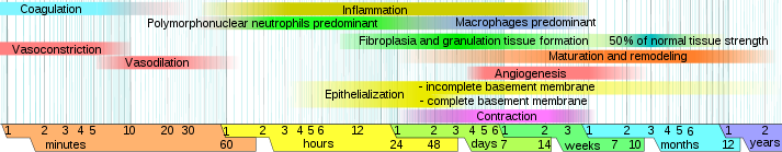 Phases of wound healing