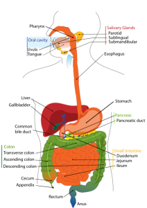 Gastrointestinal system