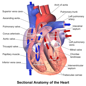 Anatomy of the heart