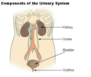 Components of the urinary system